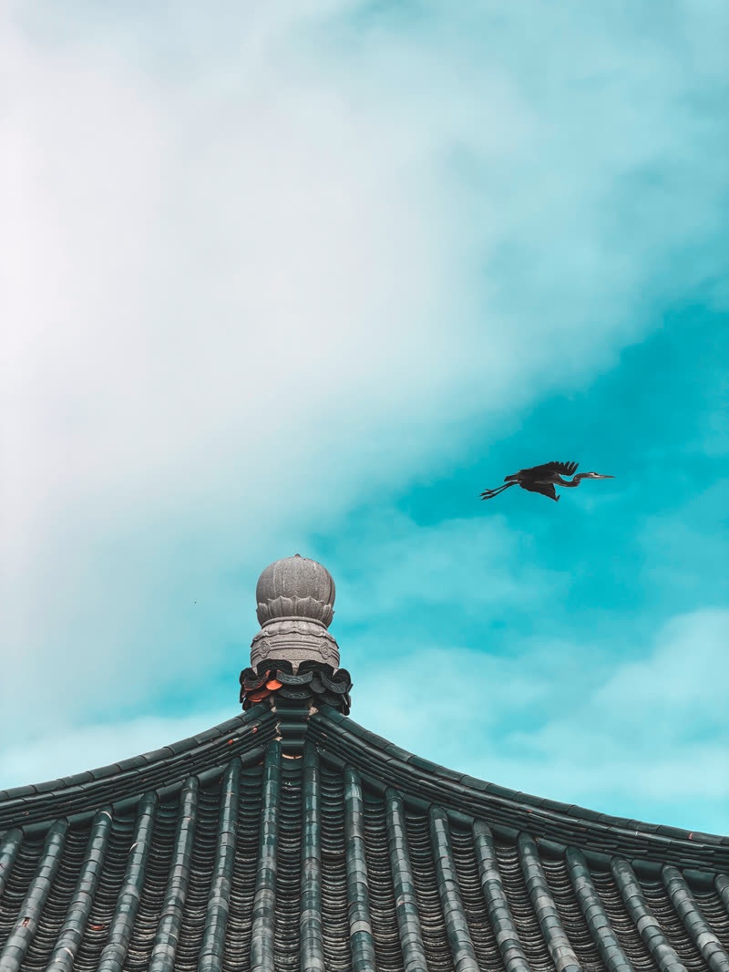 Bird flying over a tiled temple roof